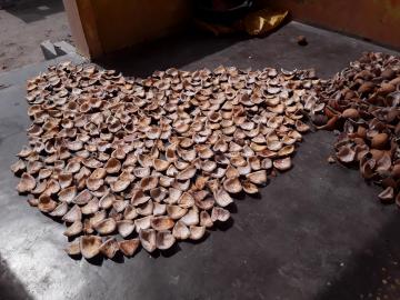 Kelapa dikeringkan untuk membuat kopra