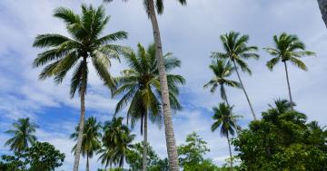 Coconut field in Kolaha